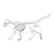Cat skeleton veterinary vector illustration N2