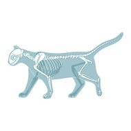 Cat skeleton veterinary vector illustration N3