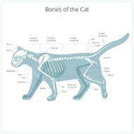 Cat skeleton veterinary vector illustration N4
