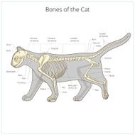 Cat skeleton veterinary vector illustration N5
