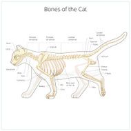 Cat skeleton veterinary vector illustration N6