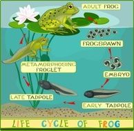 Life cycle of frog