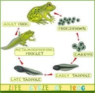 Life cycle of frog N3