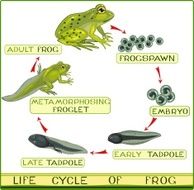 Life cycle of frog N4