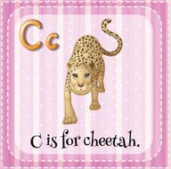 Flashcard letter C for cheetah
