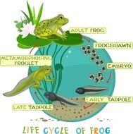 Life cycle of frog N5