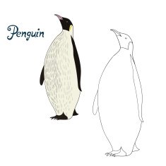 Educational game coloring book penguin bird vector N2