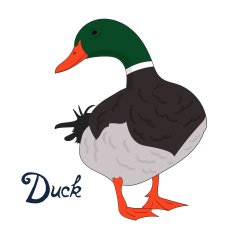 Bird duck vector illustration N2