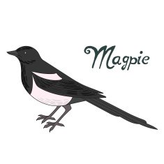 Bird magpie vector illustration N2