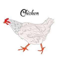 Bird chicken hen vector illustration N2