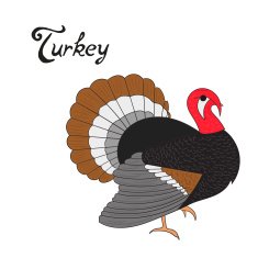Bird turkey vector illustration N2