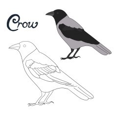 Educational game coloring book crow bird vector N2