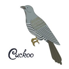 Bird cuckoo vector illustration N2