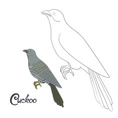 Educational game coloring book cuckoo bird vector N2