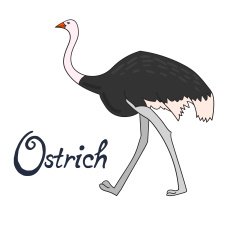 Bird ostrich vector illustration N2