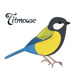 Bird titmouse vector illustration N2