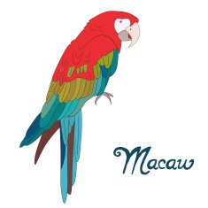 Bird macaw vector illustration N2