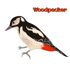Bird woodpecker vector illustration N2