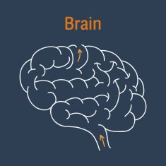 Brain Vector N2