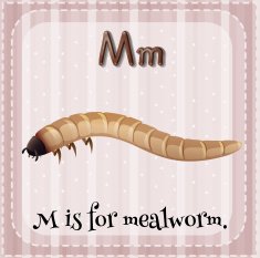 Flashcard letter M mealworm