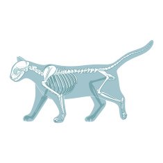 Cat skeleton veterinary vector illustration N3