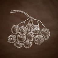 berries icon