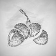 acorns icon