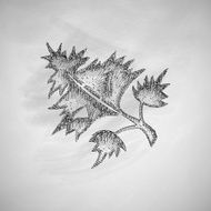 dill icon