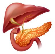 Pancreas cancer diagram in detail N2