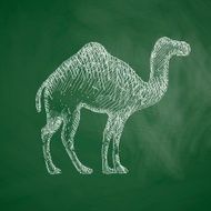 camel icon