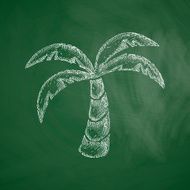 palm icon