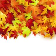 Vector background with colorful autumn leaves card template natural backdrop N2