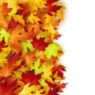 Vector background with colorful autumn leaves card template natural backdrop N3
