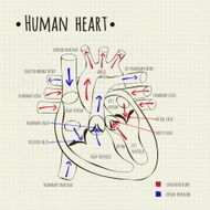 Human Heart Diagram N22