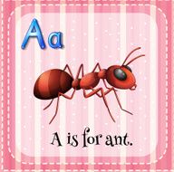 Flashcard ant