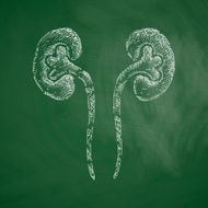 kidneys icon