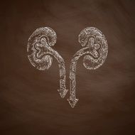 kidneys icon N2