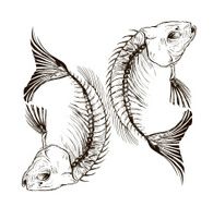 Fish Skeleton N11
