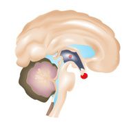 Human Brain N18