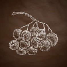 berries icon