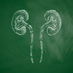kidneys icon