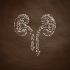 kidneys icon N2