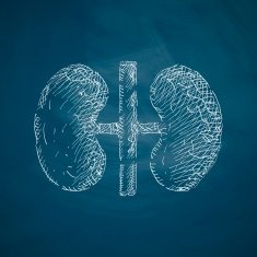 kidneys icon N3