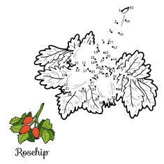 Numbers vector game fruits and vegetables (rosehip) N2