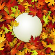 White banner on colorful autumn leaves background vector illustration