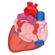 Human Heart N17