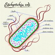 the structure of Escherichia coli