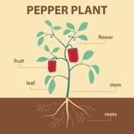 pepper plant