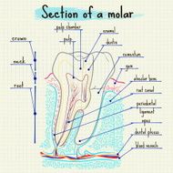 structure of human tooth