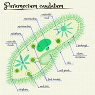 the structure of Paramecium saudatum